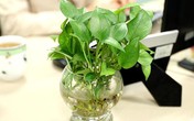 Vật phẩm phong thủy được dân công sở ưa chuộng Vật phẩm phong thủy được dân công sở ưa chuộng