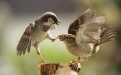 Những khoảnh khắc tuyệt đẹp phải may mắn lắm bạn mới được chứng kiến Những khoảnh khắc tuyệt đẹp phải may mắn lắm bạn mới được chứng kiến