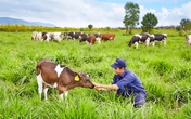 Vinamilk đạt chứng nhận trang trại bò sữa Organic đầu tiên tại Việt Nam Vinamilk đạt chứng nhận trang trại bò sữa Organic đầu tiên tại Việt Nam
