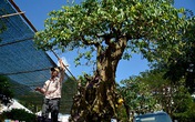 Mai, khế, lộc vừng giá hàng tỷ đổ về phố nhà giàu Sài Gòn Mai, khế, lộc vừng giá hàng tỷ đổ về phố nhà giàu Sài Gòn