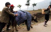 Giới trẻ thích thú vì băng tuyết, nông dân khốn đốn vì trâu bò chết hàng loạt Giới trẻ thích thú vì băng tuyết, nông dân khốn đốn vì trâu bò chết hàng loạt