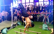"Soái ca" 6 múi biểu diễn như xiếc trên xà đơn, xà kép "Soái ca" 6 múi biểu diễn như xiếc trên xà đơn, xà kép