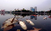Hà Nội: Chuyên gia lý giải nguyên nhân 5 tấn cá chết ở hồ Hoàng Cầu Hà Nội: Chuyên gia lý giải nguyên nhân 5 tấn cá chết ở hồ Hoàng Cầu