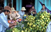 Giá cam nghịch vụ tăng mạnh Giá cam nghịch vụ tăng mạnh
