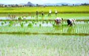 Đang đi cấy hộ, em dâu bị anh chồng chém tử vong ngay dưới ruộng Đang đi cấy hộ, em dâu bị anh chồng chém tử vong ngay dưới ruộng