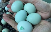Trứng gà vỏ xanh đang bị “thổi giá”? Trứng gà vỏ xanh đang bị “thổi giá”?