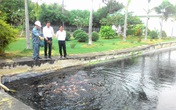 Lạ lùng chuyện những chú cá bơi lội trong bể chứa nước thải bệnh viện Lạ lùng chuyện những chú cá bơi lội trong bể chứa nước thải bệnh viện