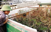 Đào Tết Đinh Dậu 2017: Đào thế “gà vàng”, “phú quý”… lên ngôi Đào Tết Đinh Dậu 2017: Đào thế “gà vàng”, “phú quý”… lên ngôi