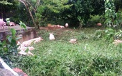 Quảng Bình sau lũ: Hàng loạt công việc nặng nề Quảng Bình sau lũ: Hàng loạt công việc nặng nề