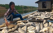 Dân điêu đứng vì cá chết trắng sông Dân điêu đứng vì cá chết trắng sông