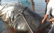Mùa bão, ngư dân Quỳnh Lưu kể chuyện đụng "thủy quái biển" Mùa bão, ngư dân Quỳnh Lưu kể chuyện đụng "thủy quái biển"