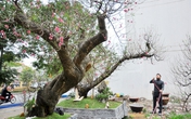Đào rừng thế "long quấn thủy" giá hơn trăm triệu đồng Đào rừng thế "long quấn thủy" giá hơn trăm triệu đồng