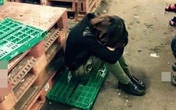 Khóc - cười chuyện du học (1): Hết mơ mộng là căng mình làm thêm Khóc - cười chuyện du học (1): Hết mơ mộng là căng mình làm thêm