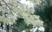 Những loài hoa tháng 3 đẹp đến nao lòng Những loài hoa tháng 3 đẹp đến nao lòng