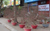 Đào Tết xuống phố: Hoa rực rỡ, người lo âu Đào Tết xuống phố: Hoa rực rỡ, người lo âu