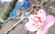 Ngắm đào rừng bạc triệu khoe sắc ngập tràn phố Ngắm đào rừng bạc triệu khoe sắc ngập tràn phố