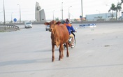 Trâu bò “náo loạn” đường ra sân bay Nội Bài Trâu bò “náo loạn” đường ra sân bay Nội Bài