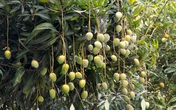 Lạ lùng với đường phố toàn cây xoài quả sai trĩu cành Lạ lùng với đường phố toàn cây xoài quả sai trĩu cành