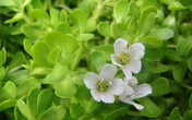 Thảo dược Bacopa Monieri - Dứt sớm chứng rối loạn thần kinh, mất ngủ, hay quên Thảo dược Bacopa Monieri - Dứt sớm chứng rối loạn thần kinh, mất ngủ, hay quên