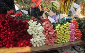 Hoa hồng Valentine tăng giá mạnh vì nguồn cung khan hiếm Hoa hồng Valentine tăng giá mạnh vì nguồn cung khan hiếm