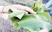 Kỳ quặc ăn Tết bằng...lá ngón Kỳ quặc ăn Tết bằng...lá ngón