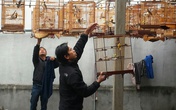 Thú chơi chim tao nhã của "dân chơi" cố đô Thú chơi chim tao nhã của "dân chơi" cố đô
