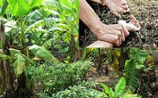 Rủ người tình vào vườn chuối "mây mưa", người đàn ông 52 tuổi bị đánh tử vong Rủ người tình vào vườn chuối "mây mưa", người đàn ông 52 tuổi bị đánh tử vong
