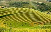 Ngắm ruộng bậc thang Mù Cang Chải đẹp mê hồn mùa lúa chín