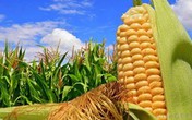 “Hành sự” giữa ruộng ngô, chồng bị vợ chém bất tỉnh “Hành sự” giữa ruộng ngô, chồng bị vợ chém bất tỉnh