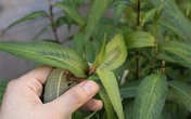 Rau răm, đậu nành có phải là "khắc tinh" của nam giới? Rau răm, đậu nành có phải là "khắc tinh" của nam giới?