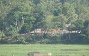Khắc tinh của rắn độc Khắc tinh của rắn độc