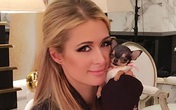 Paris Hilton bỏ 8.000 USD mua cún cưng bé bằng tách trà Paris Hilton bỏ 8.000 USD mua cún cưng bé bằng tách trà