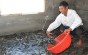 Cá lóc ăn Tết loại 1 hơn 300.000 đồng/kg dân phố vẫn đua nhau đặt Cá lóc ăn Tết loại 1 hơn 300.000 đồng/kg dân phố vẫn đua nhau đặt