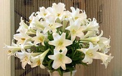 6 loại hoa đẹp xuất sắc nhưng chứa chất kịch độc gây chết người 6 loại hoa đẹp xuất sắc nhưng chứa chất kịch độc gây chết người