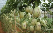 Dân Đà Lạt kiếm bộn tiền nhờ dưa hấu tí hon, bí ngô 1 tạ Dân Đà Lạt kiếm bộn tiền nhờ dưa hấu tí hon, bí ngô 1 tạ