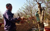 Quất chết khô, đào nở sớm trước Tết: "Chỉ còn cách lập đàn cầu mưa" Quất chết khô, đào nở sớm trước Tết: "Chỉ còn cách lập đàn cầu mưa"