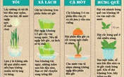 10 loại rau củ trồng từ gốc bỏ đi, lớn nhanh vùn vụt, ăn cả năm chả hết 10 loại rau củ trồng từ gốc bỏ đi, lớn nhanh vùn vụt, ăn cả năm chả hết
