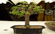 Nếu không muốn hao tiền của, bạn phải vứt ngay những loại cây trồng cực xui xẻo ra khỏi nhà Nếu không muốn hao tiền của, bạn phải vứt ngay những loại cây trồng cực xui xẻo ra khỏi nhà