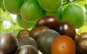 Cách chữa ho hữu hiệu, đơn giản từ quả la hán Cách chữa ho hữu hiệu, đơn giản từ quả la hán