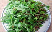 Những người nên ăn rau đay thường xuyên để chữa bệnh Những người nên ăn rau đay thường xuyên để chữa bệnh
