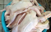 Nguy hiểm chết người khi ăn phải vịt “tắm” hóa chất Nguy hiểm chết người khi ăn phải vịt “tắm” hóa chất