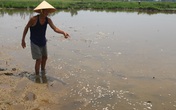 Đà Nẵng: Người dân lo lắng vì cá và lúa chết trắng đồng chưa rõ nguyên nhân Đà Nẵng: Người dân lo lắng vì cá và lúa chết trắng đồng chưa rõ nguyên nhân