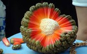 Những lợi ích không ngờ này khiến nhà giàu đua nhau mua trái cây ngoại lai Những lợi ích không ngờ này khiến nhà giàu đua nhau mua trái cây ngoại lai