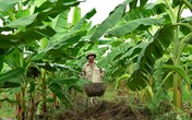 Vựa chuối Hưng Yên mất cả mùa lẫn giá Vựa chuối Hưng Yên mất cả mùa lẫn giá