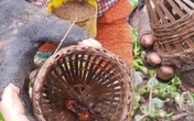 "Bí kíp" đặt lờ giúp thợ săn cáy có thu nhập chục triệu đồng/tháng "Bí kíp" đặt lờ giúp thợ săn cáy có thu nhập chục triệu đồng/tháng