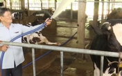Thuê người chăm 65 con bò sữa, ông nông dân nhàn hạ thu tiền xây nhà, mua 5 chiếc ô tô Thuê người chăm 65 con bò sữa, ông nông dân nhàn hạ thu tiền xây nhà, mua 5 chiếc ô tô