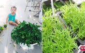Học cách trồng rau muống lên tốt ngập như rau của vợ chồng Lý Hải - Minh Hà Học cách trồng rau muống lên tốt ngập như rau của vợ chồng Lý Hải - Minh Hà
