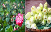 Bộ sưu tập hoa sen "khủng - lạ - hiếm" của tay chơi khét tiếng vịnh Bắc Bộ Bộ sưu tập hoa sen "khủng - lạ - hiếm" của tay chơi khét tiếng vịnh Bắc Bộ
