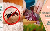 Chúng ta đang quá lãng phí hàng tá công dụng "thần kì" của muối mà không hay biết Chúng ta đang quá lãng phí hàng tá công dụng "thần kì" của muối mà không hay biết