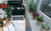 Giới trẻ rộ "mốt" trồng khoai lang, gieo hạt mầm làm cây cảnh trên bàn làm việc Giới trẻ rộ "mốt" trồng khoai lang, gieo hạt mầm làm cây cảnh trên bàn làm việc
